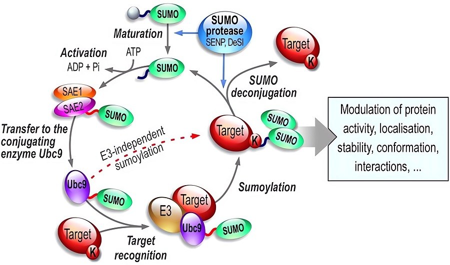The sumoylation enzymatic pathway and its function. (OA Literature)