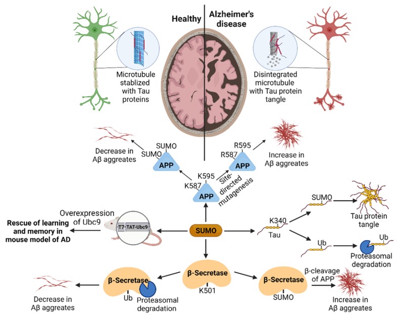 Influence of sumoylation in Alzheimer's disease. (OA Literature)