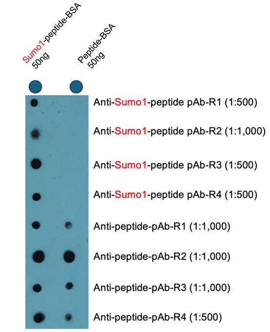Dot blot test result of anti-sumoylated peptide monoclonal antibody. (Creative Biolabs Original)