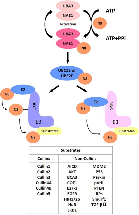 The process of neddylation modification of proteins. (OA Literature)