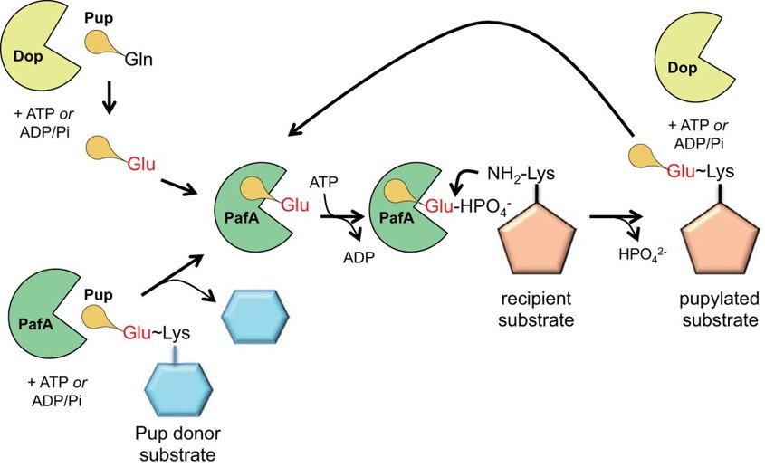 Schematic representation of pupylation pathway. (OA Literature)