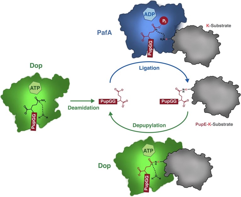 Schematic representation of the pupylation-depupylation cycle. (OA Literature)