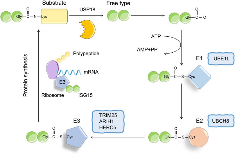 The mechanism of ISG15 conjugation. (OA Literature)