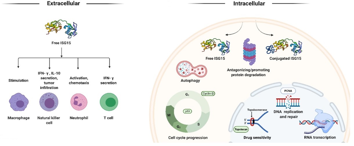 Overview of the role of free and conjugated ISG15. (OA Literature)