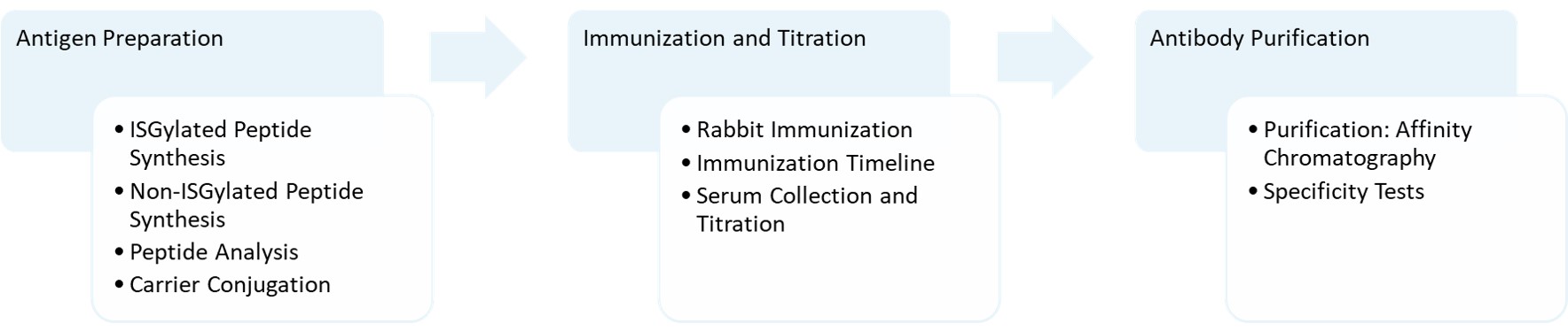 Workflow of monospecific anti-ISGylation polyclonal antibody production. (Creative Biolabs Original)