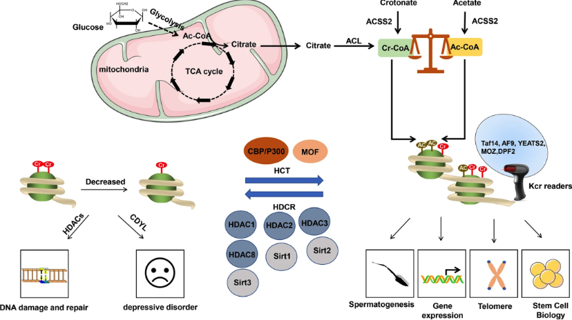 Fig. 1 Histone crotonylation description. (OA Literature).