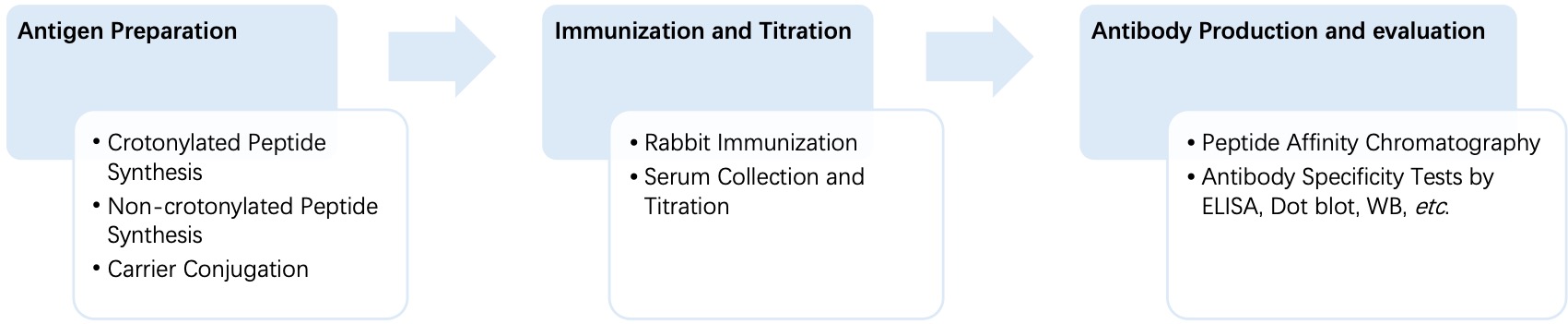 Fig. 2 General process of monospecific anti-crotonylation polyclonal antibody production. (Creative Biolabs Original).