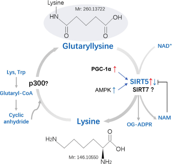 Fig. 1 Non-histones lysine glutarylation. (OA Literature).
