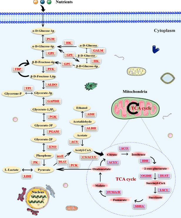 Fig. 1 The 2-hydroxyisobutyrylation (Khib) proteins in the central metabolic pathways. (OA Literature).