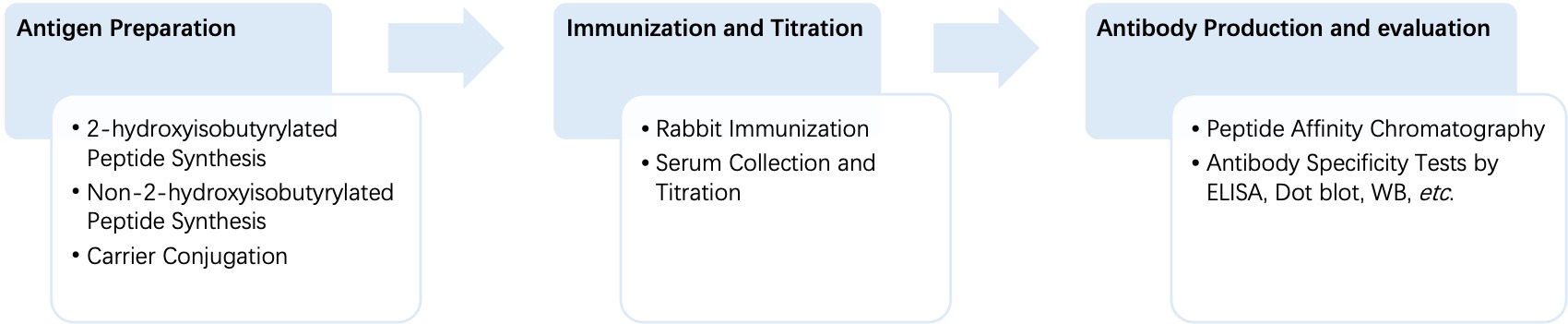 Fig. 2 General process of monospecific anti-2-hydroxyisobutyrylation polyclonal antibody production. (Creative Biolabs Original)