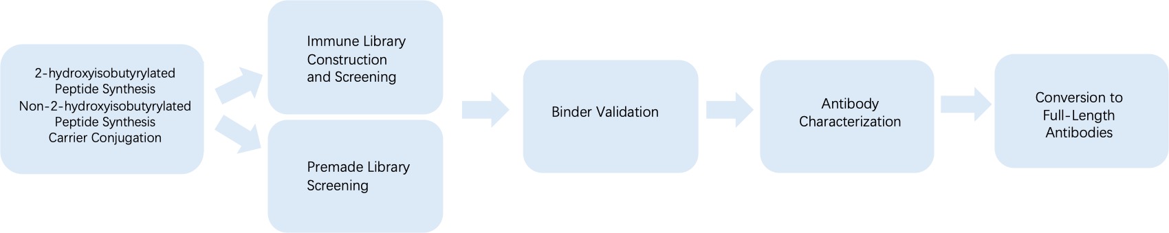 Fig. 3 General process of phage display for anti-2-hydroxyisobutyrylation monoclonal antibody discovery. (Creative Biolabs Original)