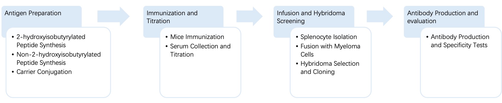 Fig. 4 General process of hybridoma for anti-2-hydroxyisobutyrylation monoclonal antibody discovery. (Creative Biolabs Original)