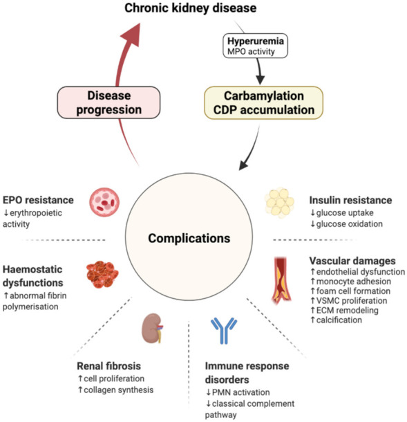 Fig. 1 Carbamylation exacerbates CKD progression and kidney function loss. (OA Literature).