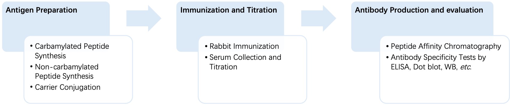 Fig. 2 General process of monospecific anti-carbamylation polyclonal antibody production. (Creative Biolabs Original)