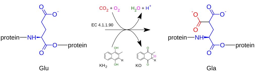 Fig. 1 Protein γ-carboxylation pathway.