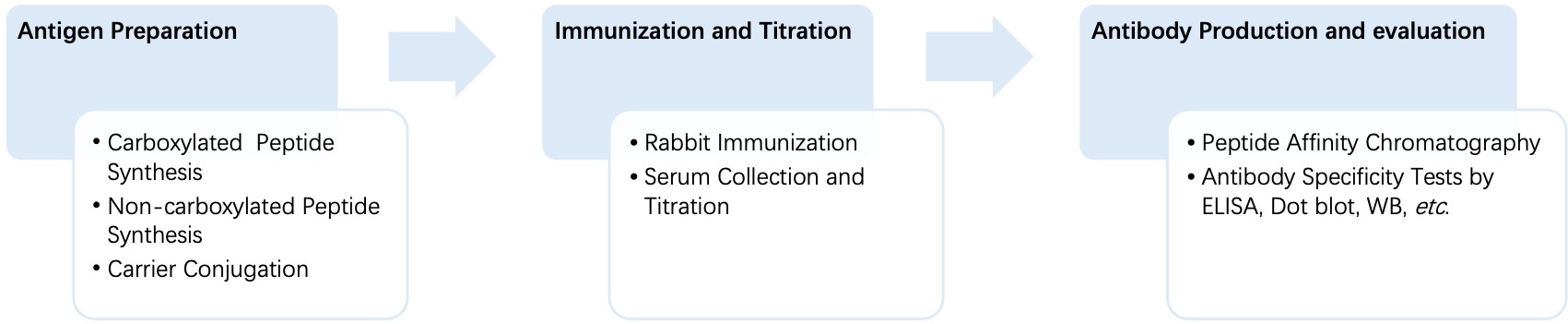 Fig. 2 General process of monospecific anti-polyglutamylation polyclonal antibody production. (Creative Biolabs Original)
