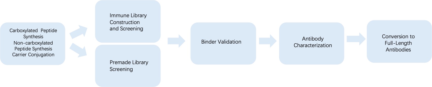 Fig. 3 General process of phage display for anti-polyglutamylation monoclonal antibody discovery. (Creative Biolabs Original)