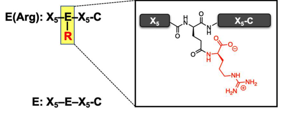 Fig. 1 Antibody generation and validation (OA Literature).