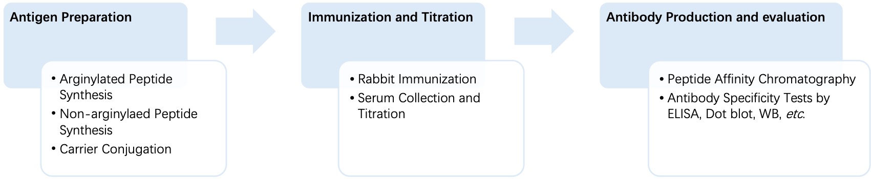 Fig. 2 General process of monospecific anti-arginylation polyclonal antibody production. (Creative Biolabs Original)