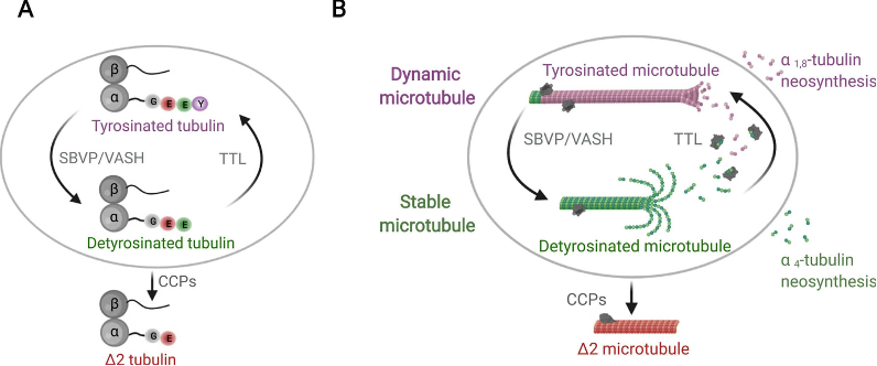 Fig. 1 Detyrosination/re-tyrosination cycle. (OA Literature).