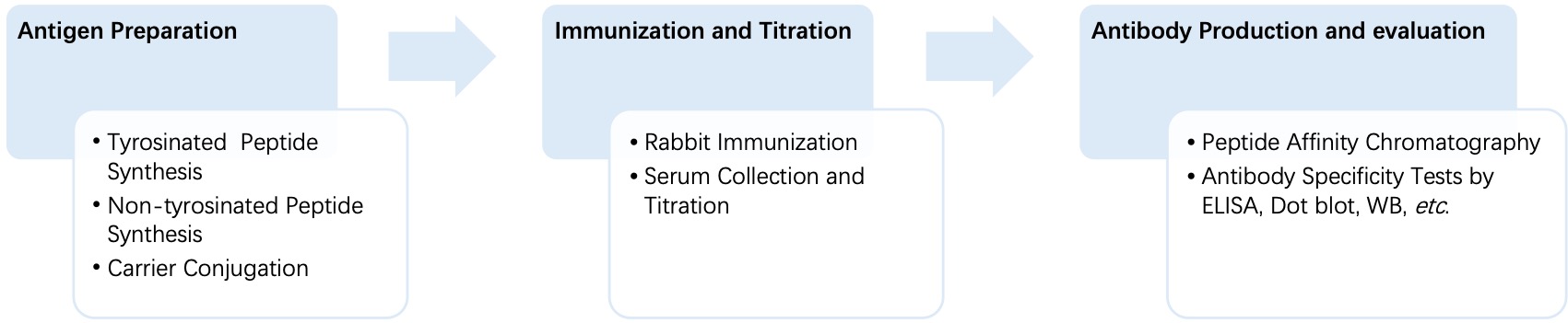 Fig. 2 General process of monospecific anti-tyrosination polyclonal antibody production. (Creative Biolabs Original)