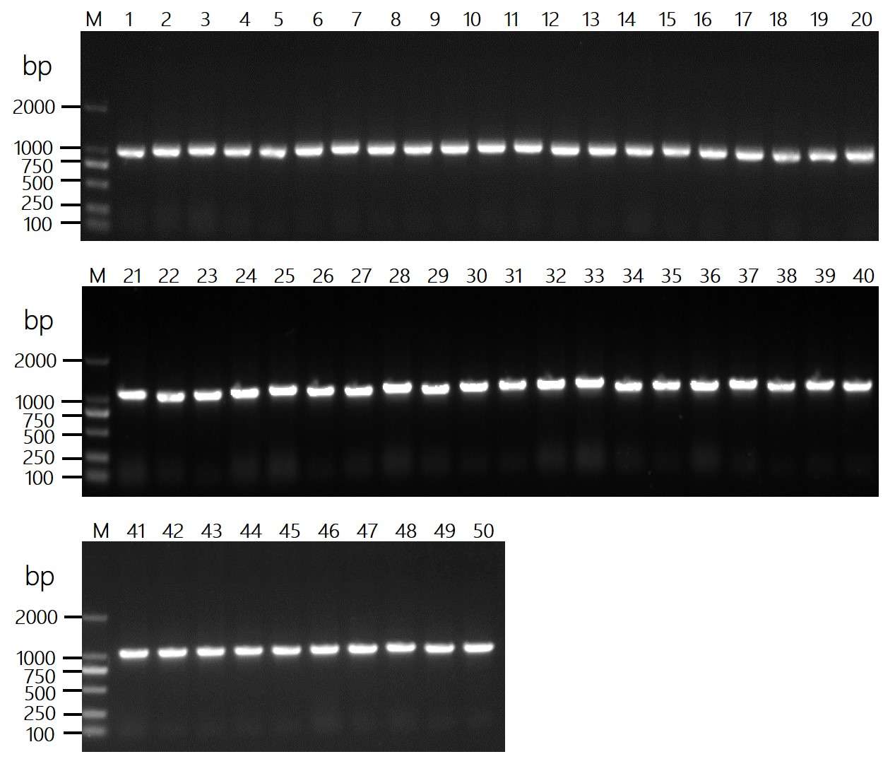 Fig 2. Graph depicting the QC colony PCR of HuScL-7 library. (Creative Biolabs Original).