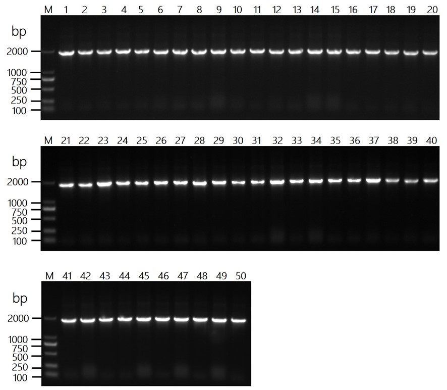 Fig 2. Graph depicting the QC colony PCR of HuFabL-5 library. (Creative Biolabs Original).