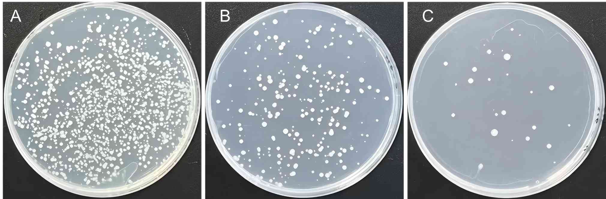 Fig 1. Graph depicting the library capacity of HuscL-YDP-3 library. (Creative Biolabs Original).