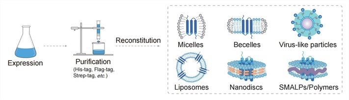 Affinity Tag in Membrane Protein Purification (Creative Biolabs)