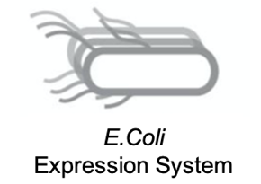E. coli expression system (Creative Biolabs)