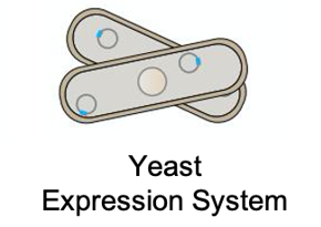 Yeast expression system (Creative Biolabs)