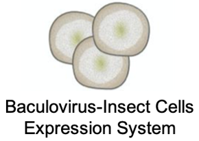 Baculovirus-Insect Cells expression system (Creative Biolabs)