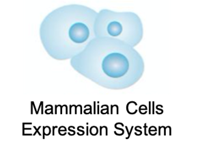 Mammalian Cells expression system (Creative Biolabs)