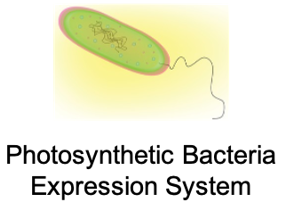 Photosynthetic Bacteria expression system (Creative Biolabs)