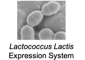 Lactococcus Lactis expression system (Creative Biolabs)