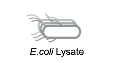E.coli Lysate (Creative Biolabs)