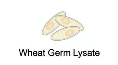 Wheat Germ Lysate (Creative Biolabs)