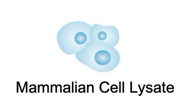 Mammalian Cell Lysate (Creative Biolabs)