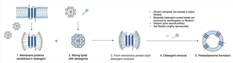 Membrane Protein Reconstitution in Liposomes (Creative Biolabs)