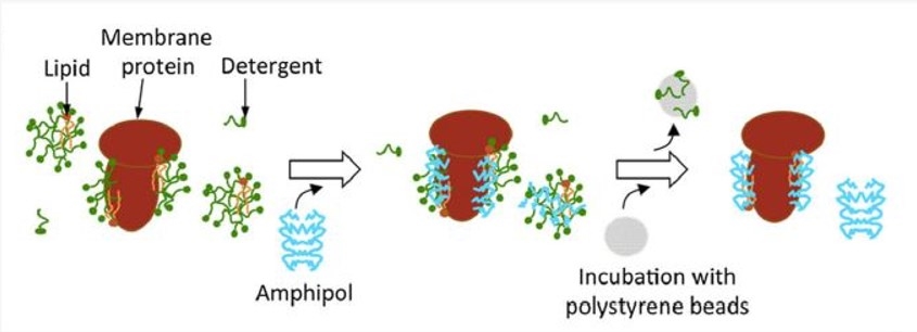 Membrane Protein Incorporation in Amphipols (Creative Biolabs)