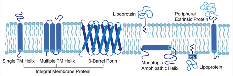 Membrane protein (Creative Biolabs)
