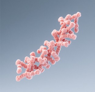 Fig.5 The Single Domain Antibody. (Creative Biolabs AI)