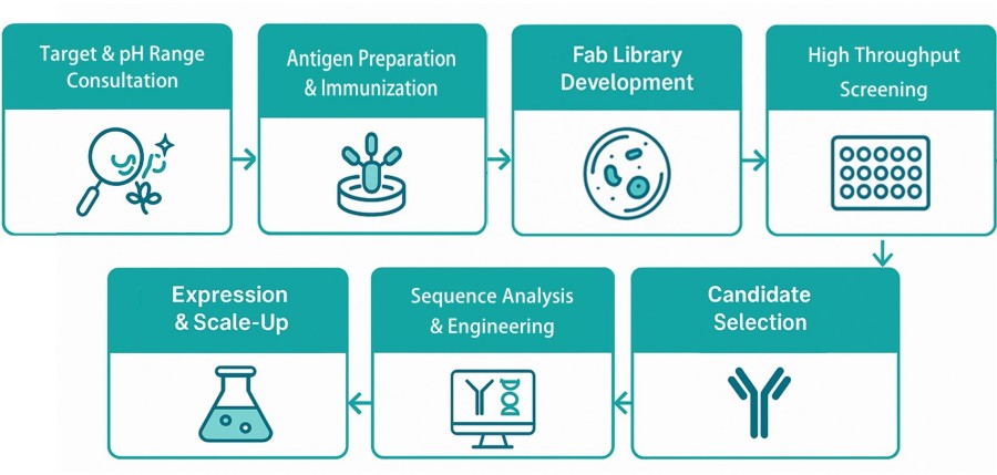 Fig.1 pH-Dependent Fab Discovery Methodology. (Creative Biolabs AI).