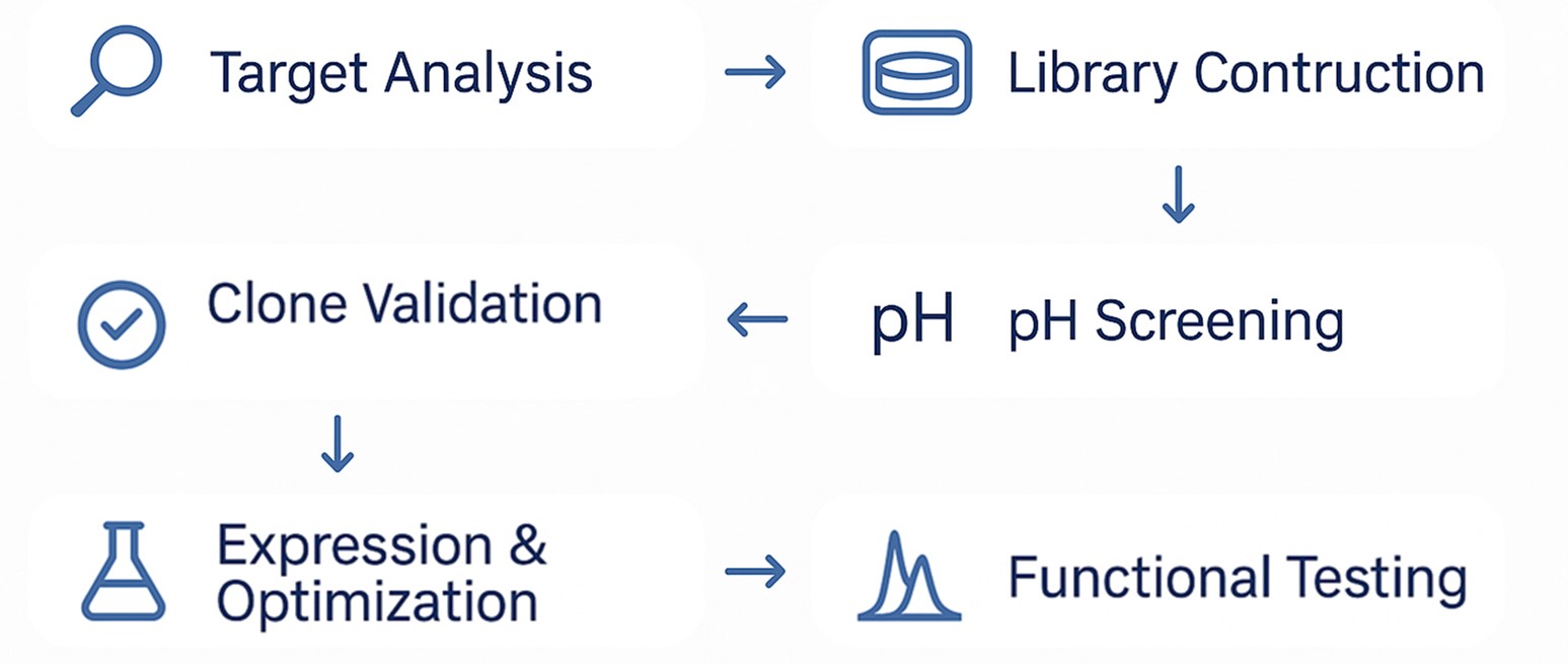 Fig.1 Optimized Workflow. (Creative Biolabs AI).