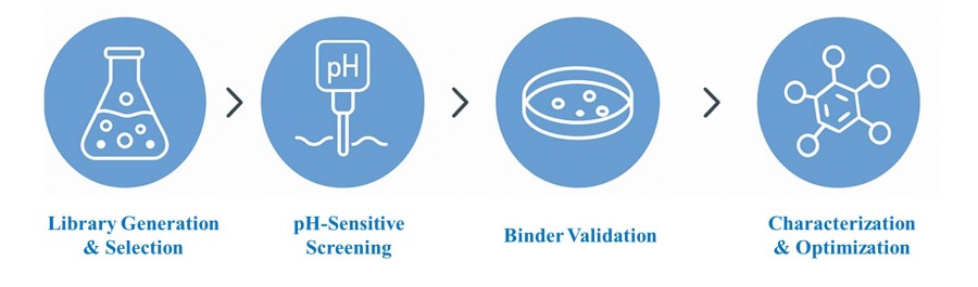 Fig.1 Methodology for pH-Sensitive Binder Screening. (Creative Biolabs AI).