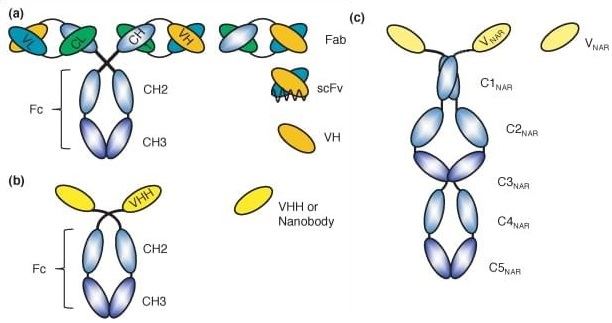 difference of antibodies; Fab, scFv, VHH, Nanobody, VNAR