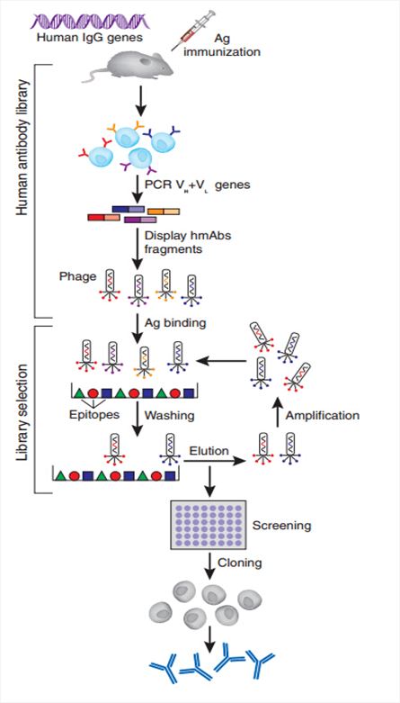 Human Antibody Production by Phage Display Immune Library