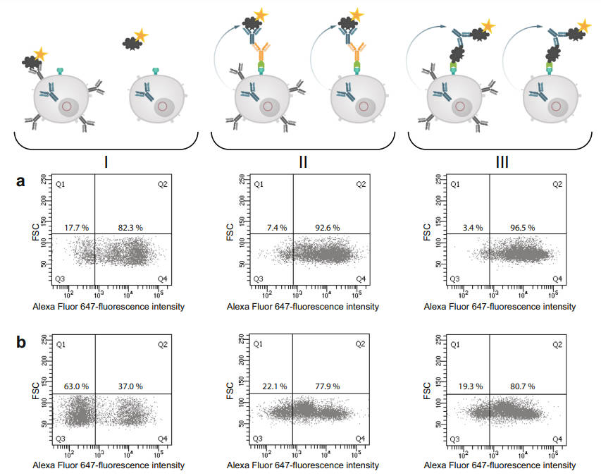 Specific hybridoma cell sorting strategy.