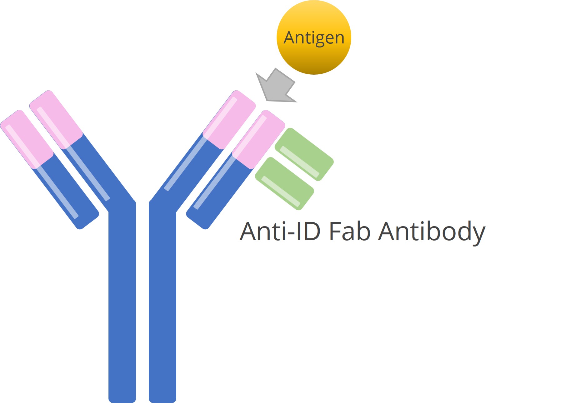 Interaction pattern of anti-idiotypic antibody identifying the complete antibody. (Creative Biolabs Original)