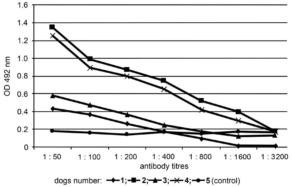 Serological testing dogs for opisthorchiasis by indirect-ELISA using anti-idiotypic antibodies.